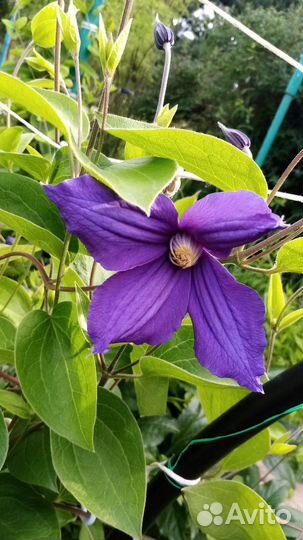 Клематис Дуранди, астильбы китайская Вижнс и др