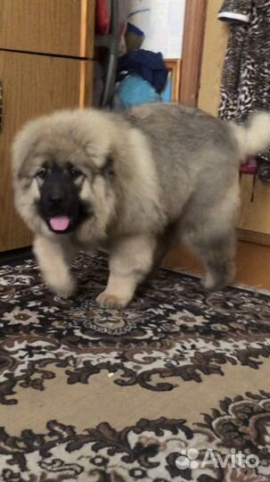 Кобель для вязки ко