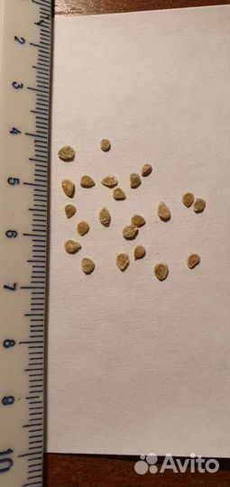 Семена Бычье сердце