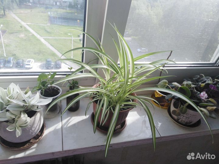 Хлорофитум бонни-природный антисептик