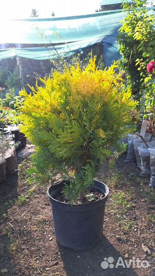 Туя Европа голд