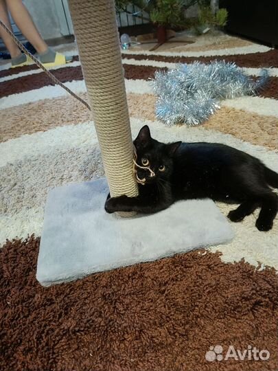 Отдам в добрые руки кошечку