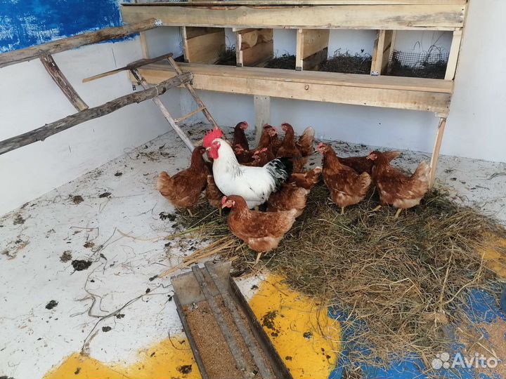 Домашние куриные яйца