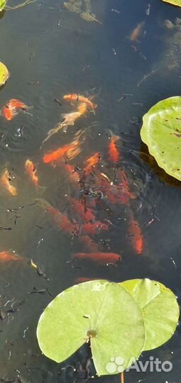 Рыба для пруда