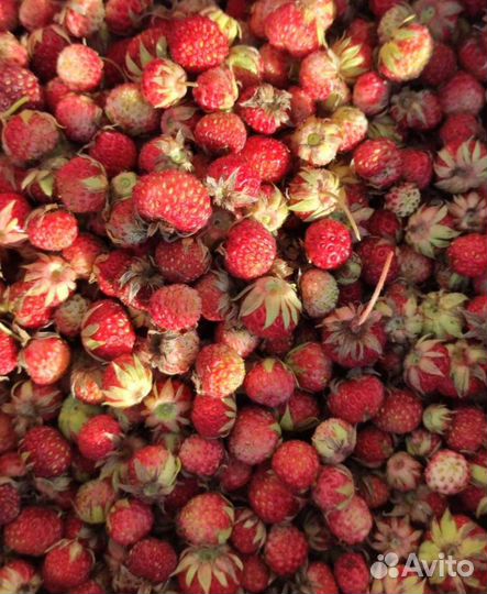 Клубника луговая