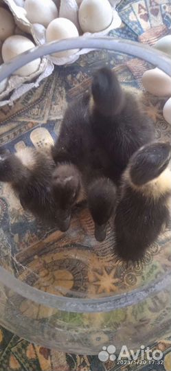 Утята индийский бегугок