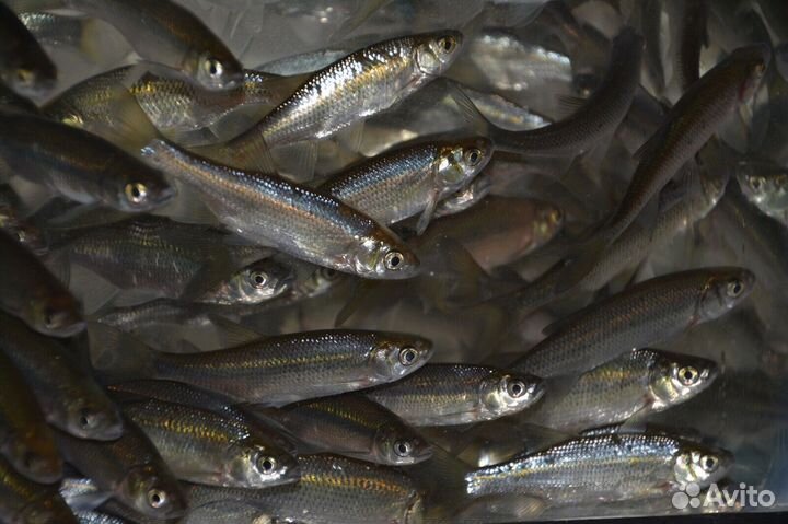 Живец синьтя