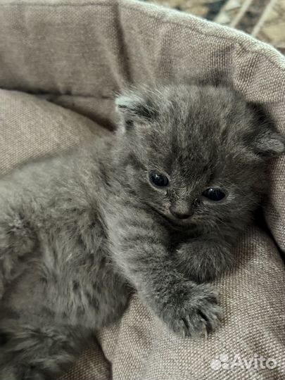 Британские котята