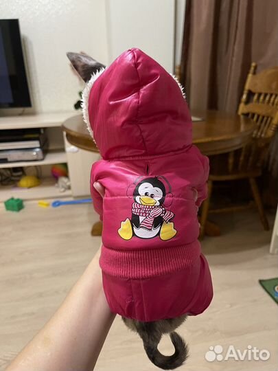 Комбинезон на собаку