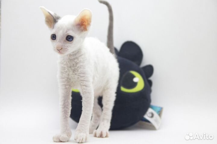 Котята корниш-рекс