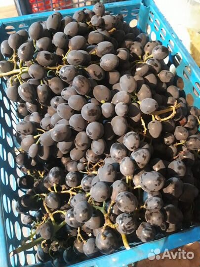 Виноград Молдова