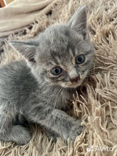 Британские котята