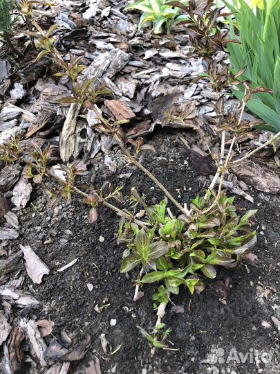 Вейгела Александрийская