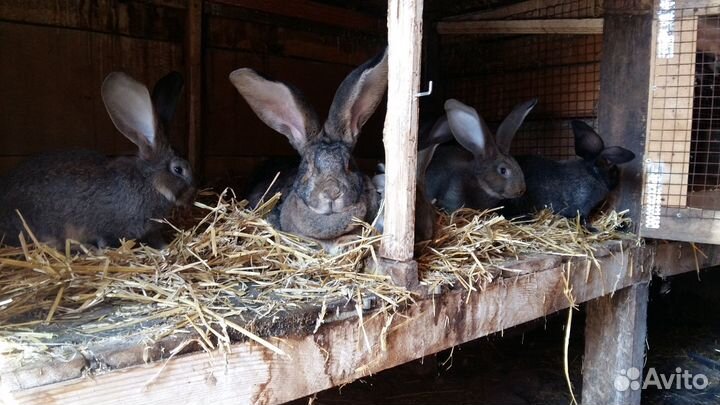 Кролики Фландр