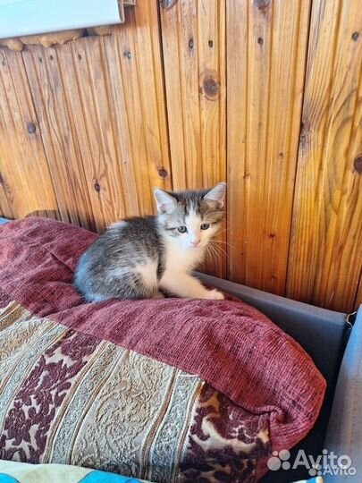 Отдам котёнка в добрые руки