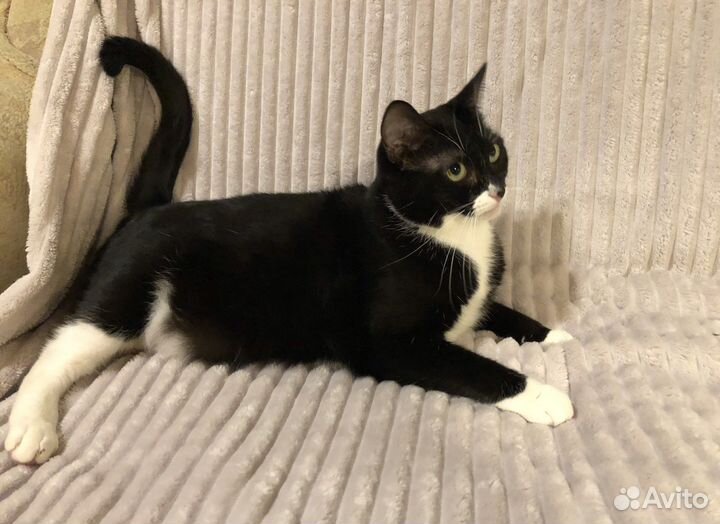 Черно белая кошечка ищет дом