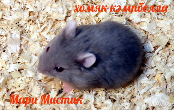 Хомяк campbelli голубые, лилак,серые,альбино видео