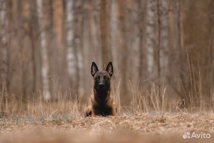 Дрессировка собак кинолог