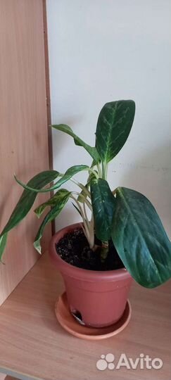 Диффенбахия