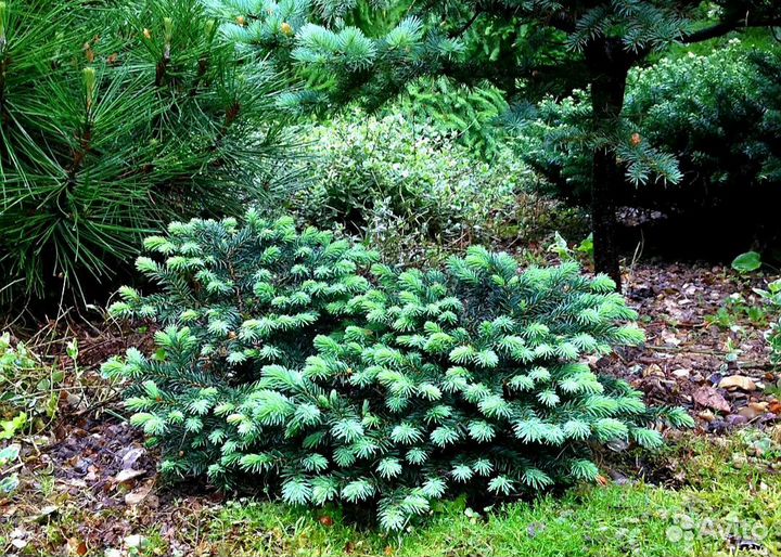 Ель голубая подушковидная Вальдбрун
