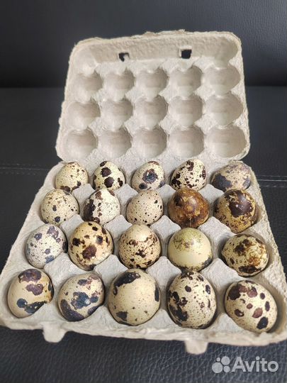 Яйца перепелиные домашние