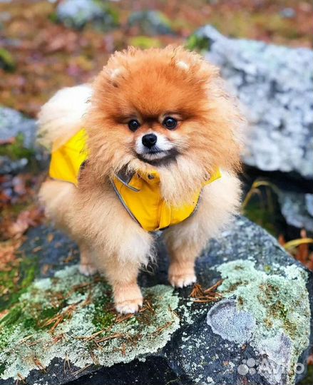 Выгул собак