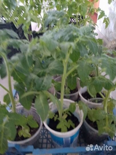 Рассада помидор