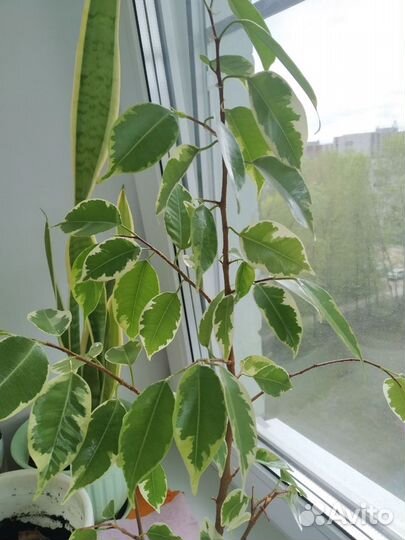 Фикус Бенджамина пестролистный