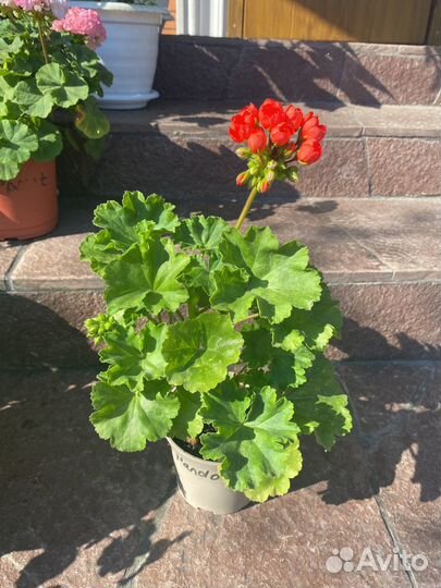 Пеларгония тюльпановидная red pandora