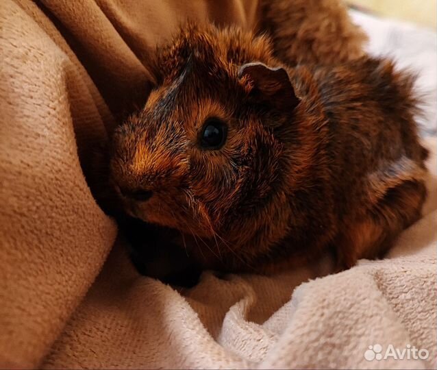 Морская свинка