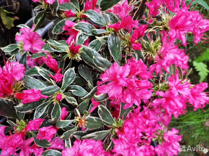 Азалия пестролистная.Семена экзотических растений