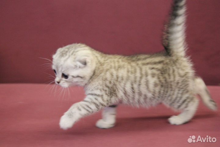 Шотландские вислоухие котята