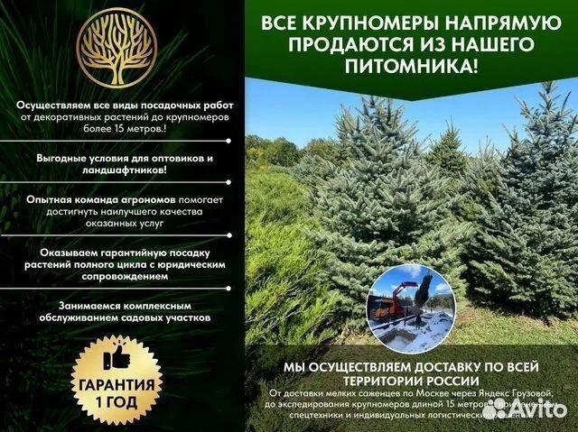 Сосна веймутова