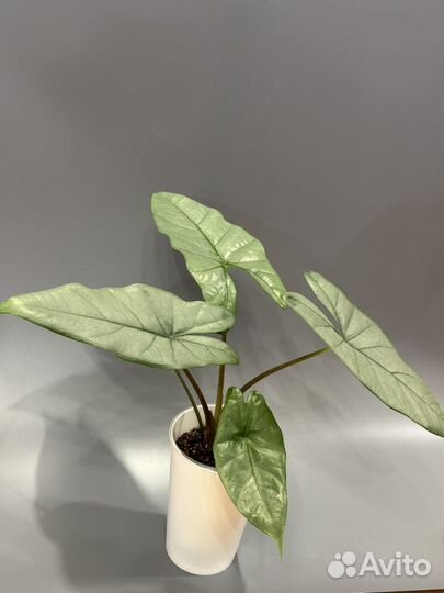 Алоказия Коразон