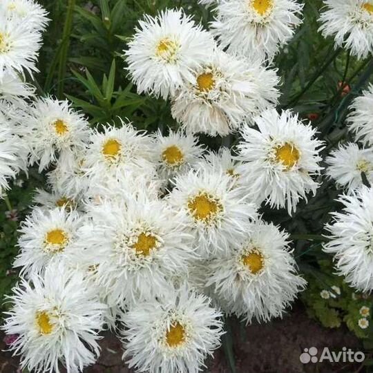 Ромашка махровая Крейзи Дейзи