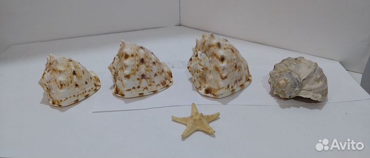Морские ракушки раковины, звезды морсике