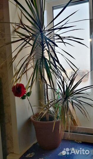 Комнатное растение Драцена