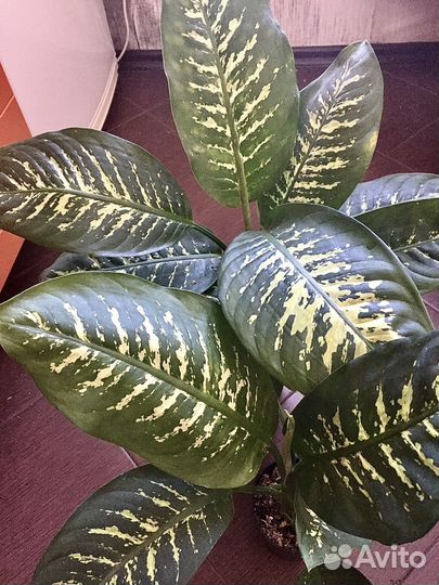 Диффенбахия Индонезия SP и Тропик Сноу