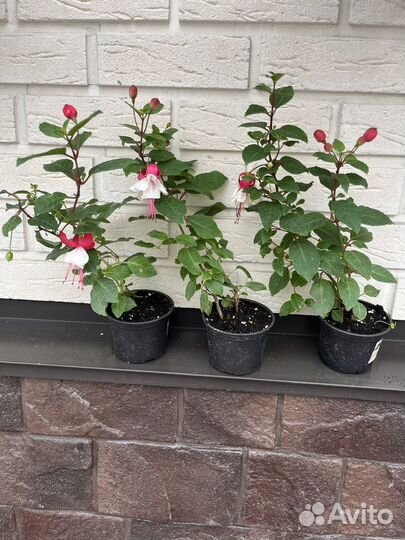 Черенки фуксии кустовой Classic