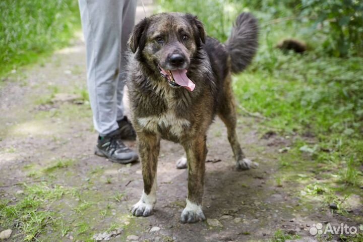 В добрые руки крупный лохматый пёс Гризли