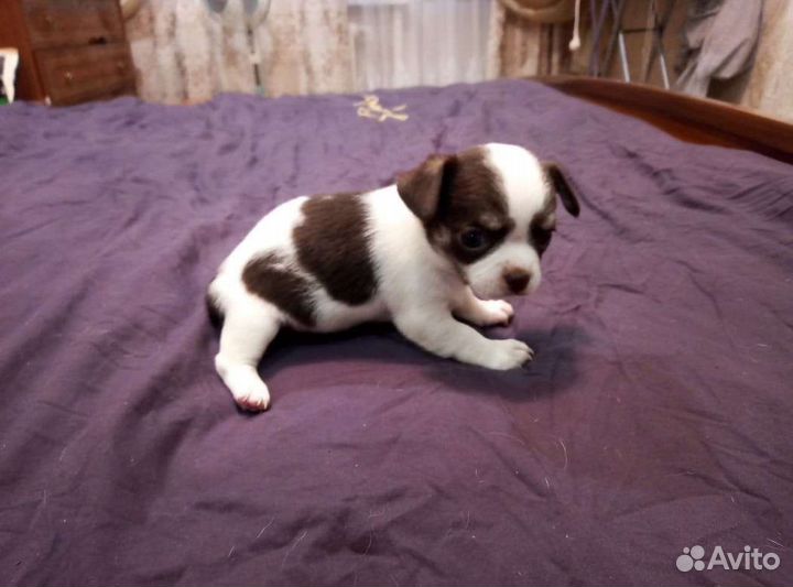 Щенки чихуахуа мини мальчик