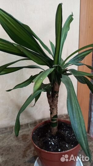 Драцена Elou kost