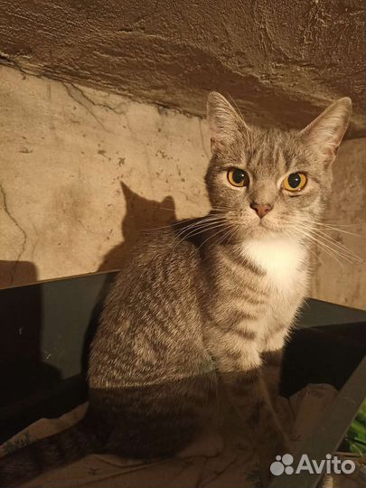 Кошка в надежные руки