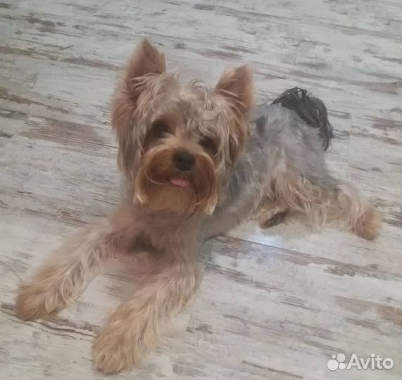 Йоркширский терьер