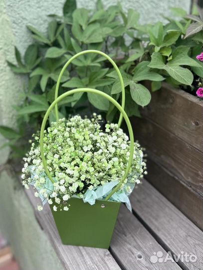 Гипсофила в коробке