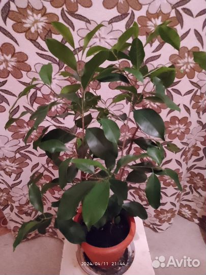 Фикус джинсенг