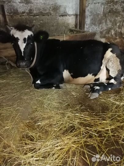 Тёлки высокоудойная порода голфчина