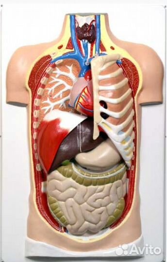 Торс человека разборная модель