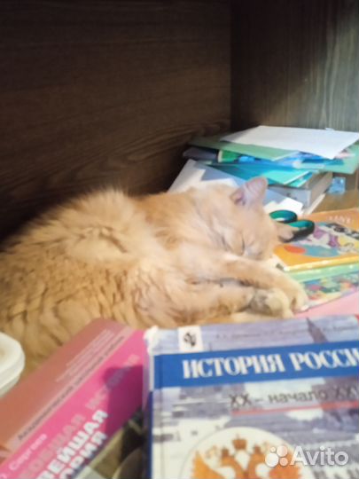 Потерялся кот. Курильский бобтейл