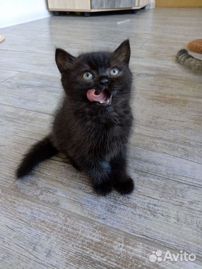 Шотландская кошечка